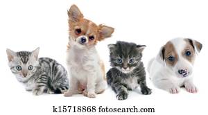 filhotes cachorro, e, gatinho