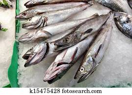 Fish market in Spain