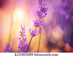 Flowers. Floral Abstract Purple Design. Soft Focus Flowers. Floral Abstract Purple Design. Soft Focus