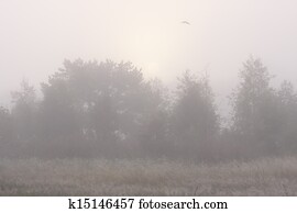 Forest in mist and flying bird