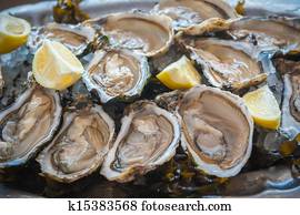 fresh oysters fresh oysters