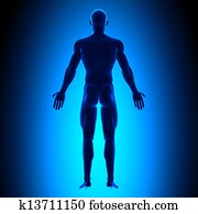 Full Body - Back View - Blue concep Full Body - Back View - Blue concep