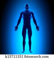 Full Body - Front View - Blue conce Full Body - Front View - Blue conce