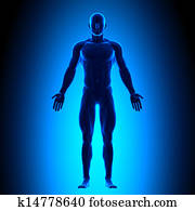 Full Body - Front View - Blue conce