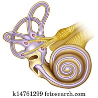 General extructura hearing of the cochlea General extructura hearing of the cochlea