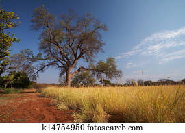 Grassland African savannah Grassland African savannah
