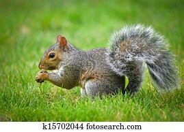 gray squirrel gray squirrel