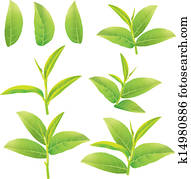 Green tea Green tea