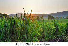 Green wheat field at sunset
