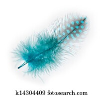 Guinea fowl feather  turquoise  on a white background