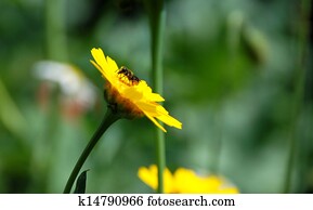 Heriades truncorum bee on a corn marigold