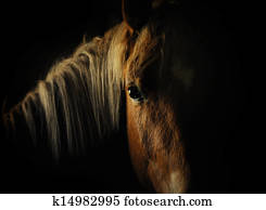 horse eye in dark horse eye in dark