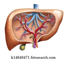 Human Liver Human Liver