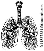 Human lungs Human lungs