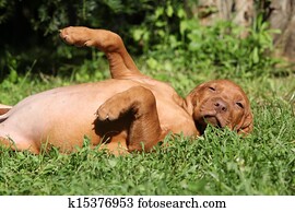 Hungarian Short-haired Pointing Dog puppy lying