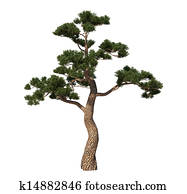 Japan pine tree Japan pine tree