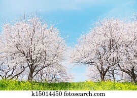 Japanese spring scenics