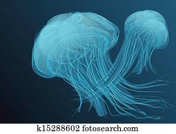 jellyfish jellyfish