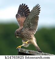 Kestrel's, juvenile, performance