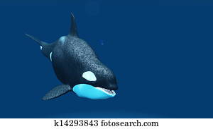 killer whale killer whale