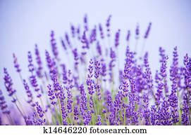 Lavender flowers Lavender flowers