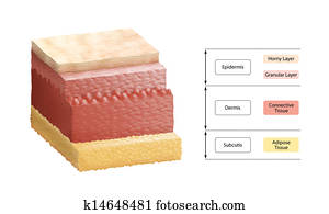 Layers Of Human Skin Layers Of Human Skin