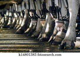 leiteria, indústria, -, vaca, ordenhar, facilidade