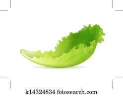 Lettuce, vector Lettuce, vector