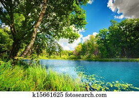 limpo, lago, em, verde, primavera, verão, floresta
