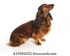 Long Haired Dachshund Stock Image K11749702 Fotosearch