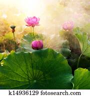 Lotus Lotus