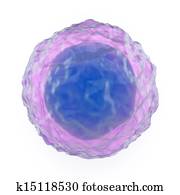 Lymphocyte Lymphocyte