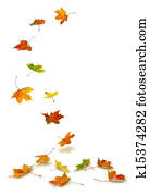Maple leaves falling Maple leaves falling