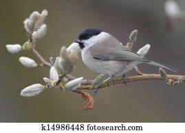 Marsh tit in magnolia tree Marsh tit in magnolia tree