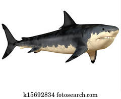 megalodon, גדול, שן