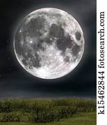 moon moon