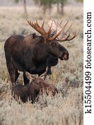 Moose Moose