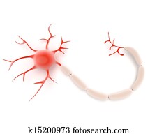 neurônio, ou, nervo, célula