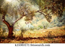 Olive Trees Olive Trees