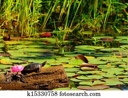 Painted Turtle Painted Turtle