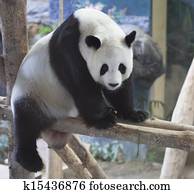 panda