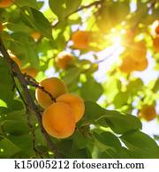 Peach tree with fruits Peach tree with fruits