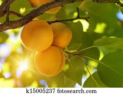 Peach tree with fruits Peach tree with fruits