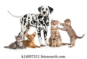 pets animals group collage for veterinary or petshop isolated