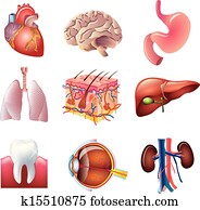 peças corpo humano, vetorial, jogo