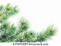 Pine tree branches