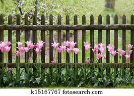 Pink tulips at garden fence Pink tulips at garden fence