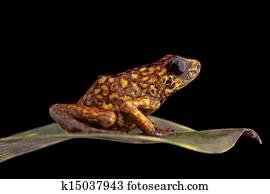 poison arrow frog Peru