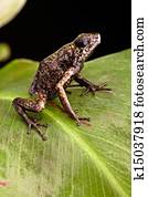 poison arrow frog Peru
