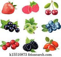popular berries vector set popular berries vector set